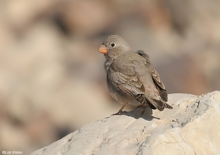       Trumpeter Finch  Bucanetes githagineus                 ,, 2009.: 